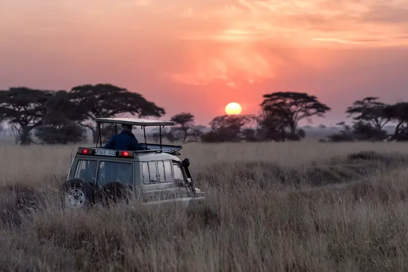 Lions in golden hour Masai Mara Kenya safari